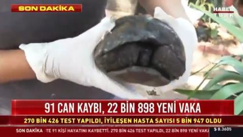 kurtarılan 35 keçi ve 1 kaplumbağa daha... Habertürk- 04.08.2021