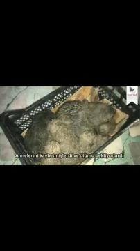 Şırnak Uludere Bebekleri | Haytap Kurtarma Öyküleri