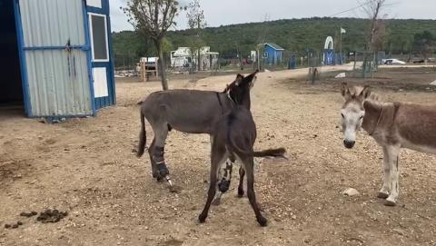 Siz hiç protez bacaklarla oyun oynayan eşek gördünüz mü?