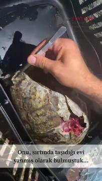 Manavgat Haytap Sahra Hastanesinde bir kaplumbağa...