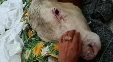 Ağır yanık buzağımız