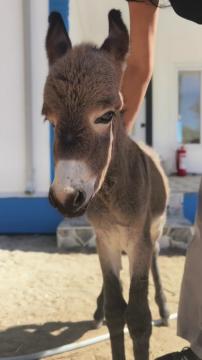 Haytap Bergama Emekli Hayvanlar Çiftliği