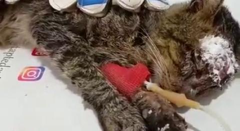 Yangından Kurtardığımız Kediciğin durumu iyiye gidiyor...