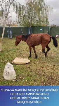 'Frida' Bir Haytap Kurtarma Öyküsü