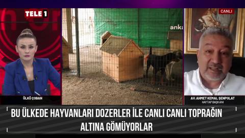 Bu ülkede hayvanlar dozerler ile canlı canlı toprağın altına gömülüyorlar.
