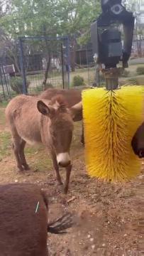 Bu video neşenizi yerine getirebilir!