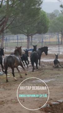 Haytap Bergama Emekli Hayvanlar Çiftliğinden herkese mutlu hafta sonlarıı