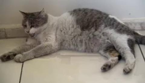 Bitlis' te doğum sancısı tutan kediye Haytap müdahalesi