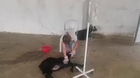 Bir tatil günü, Haytap veteriner hekimler çoktan unutulan yangın yaralısı hayvanlar ile...