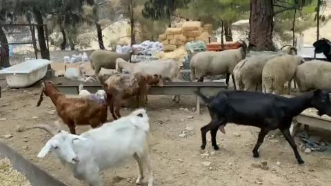 İyileşen canlarımız