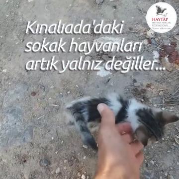 Kınalıada'daki canlar artık güvende..