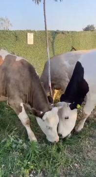 Haytap Emekli Hayvanlar Çiftliği'nde bir günümüz nasıl mı geçiyor?