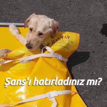 O mucizeyi gerçekleştirdi... Çünkü onun adı Şans!