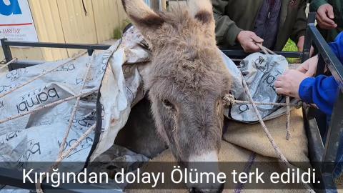 Şırnak'tan aldığımız bacağı kırık eşek