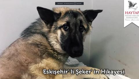 Eskişehir' li Şeker' in Hikayesi | Haytap Kurtarma Öyküleri