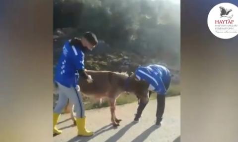 Sahibi öldükten sonra yaban hayvanları için dağ başına bırakılan bir eşeğin öyküsü bu..