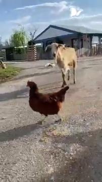 Haytap Bursa Emekli Hayvanlar Çiftliğimizde Sıradan Bir Hafta Sonu