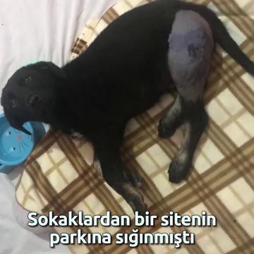 Kurtarma Öykülerimiz