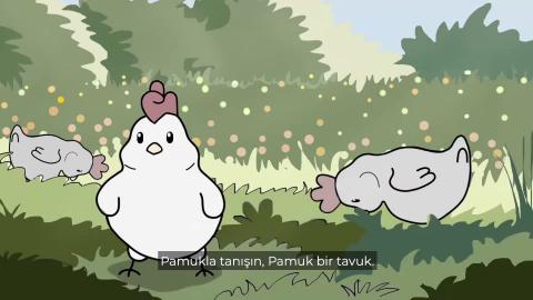 Yumurta endüstrisi hangi eziyetleri bizden gizliyor?