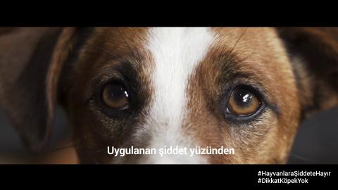 HAYTAP ' ın Arkadaşları arasına KIĞILI da katıldı