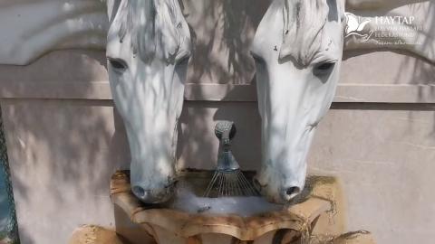 Bursa Emekli Hayvanlar Çiftliğimizden huzur dolu bir pazar sabahı