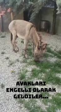 Engelli eşeklerimiz yeni protez bacakları ile yepyeni bir hayata adım atıyorlar.