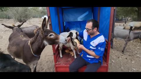 Öksüz Kalan Koç, Osmaniye Emekli Hayvanlar Çiftliğinde