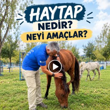 Felsefe ve STÖ Çalışmaları