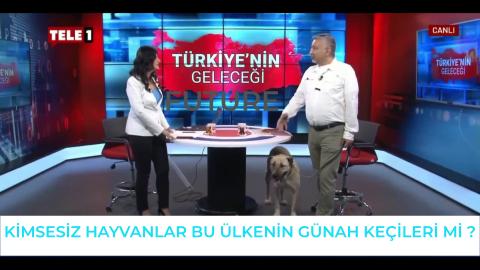 Kimsesiz Hayvanlar Bu Ülkenin Günah Keçileri mi ?