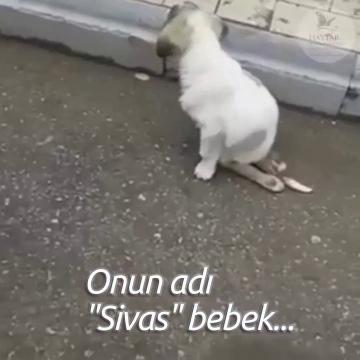 Onun adı Sivas bebek... Ve tekrar çocuklar gibi koşmayı istiyor..