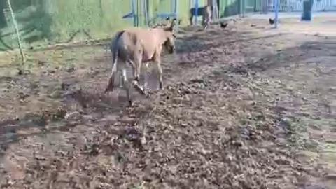 Protezli eşeklerimiz yepyeni bir hayata başladı