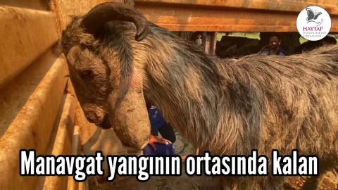 Manavgat yangını ortasında kalan, acılar içinde kurtarılmayı bekleyen 3 keçi... Artık emin ellerde..