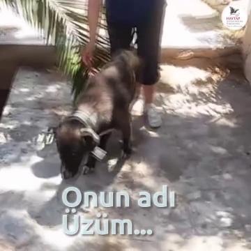 Üzüm'ün azim dolu hikayesi...