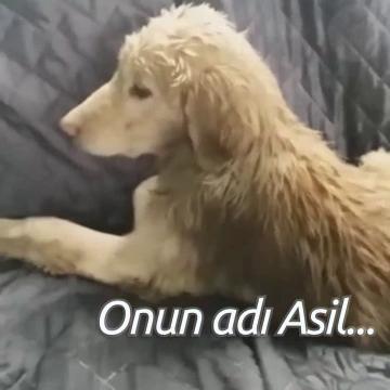 Onun adı Asil... Ve size anlatacağı bir hikayesi var.