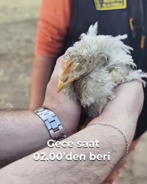 Çanakkale yangınından kurtardığımız dostlarımız 2025