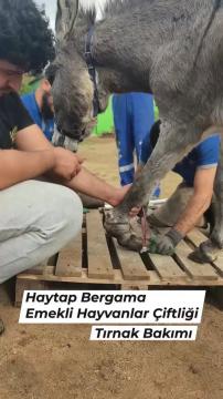 Haytap Bergama Emekli Hayvanlar Çiftliğimizde tırnak bakımı