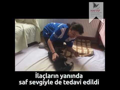 Küçük Siyah Köpeğin Kurtulma Öyküsü